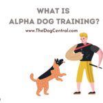 What is Alpha Dog Training?