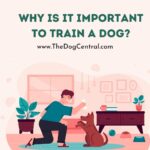 Why is it Important to Train a Dog?