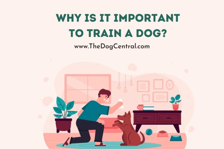 why is it important to train a dog