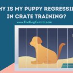 Why Is My Puppy Regressing In Crate Training? How To Resolve The Issue