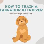 How to Train a Labrador Retriever