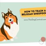 How to Train a Belgian Sheepdog?