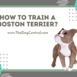 How to Train a Boston Terrier?