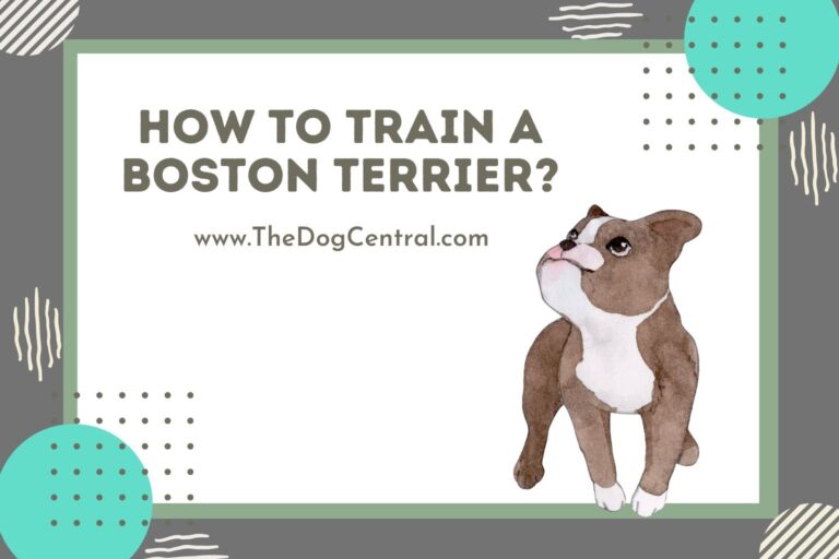 How to train a Boston Terrier