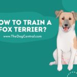 How to Train A Wire Fox Terrier?