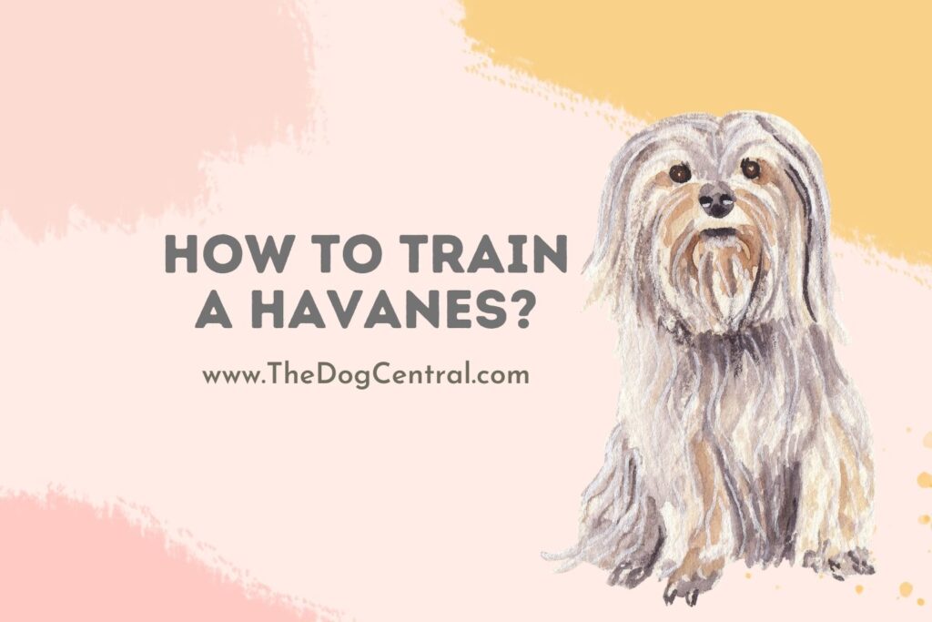 How to Train a Havanese Puppy? The Dog Central