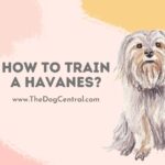 How to Train a Havanese Puppy?