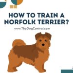 How to Train A Norfolk Terrier?
