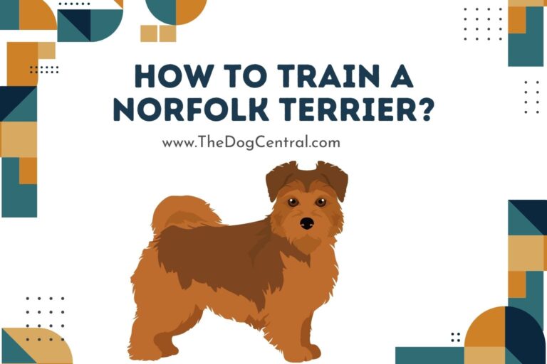 How to train a Norfolk Terrier