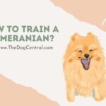 How to Train a Pomeranian?
