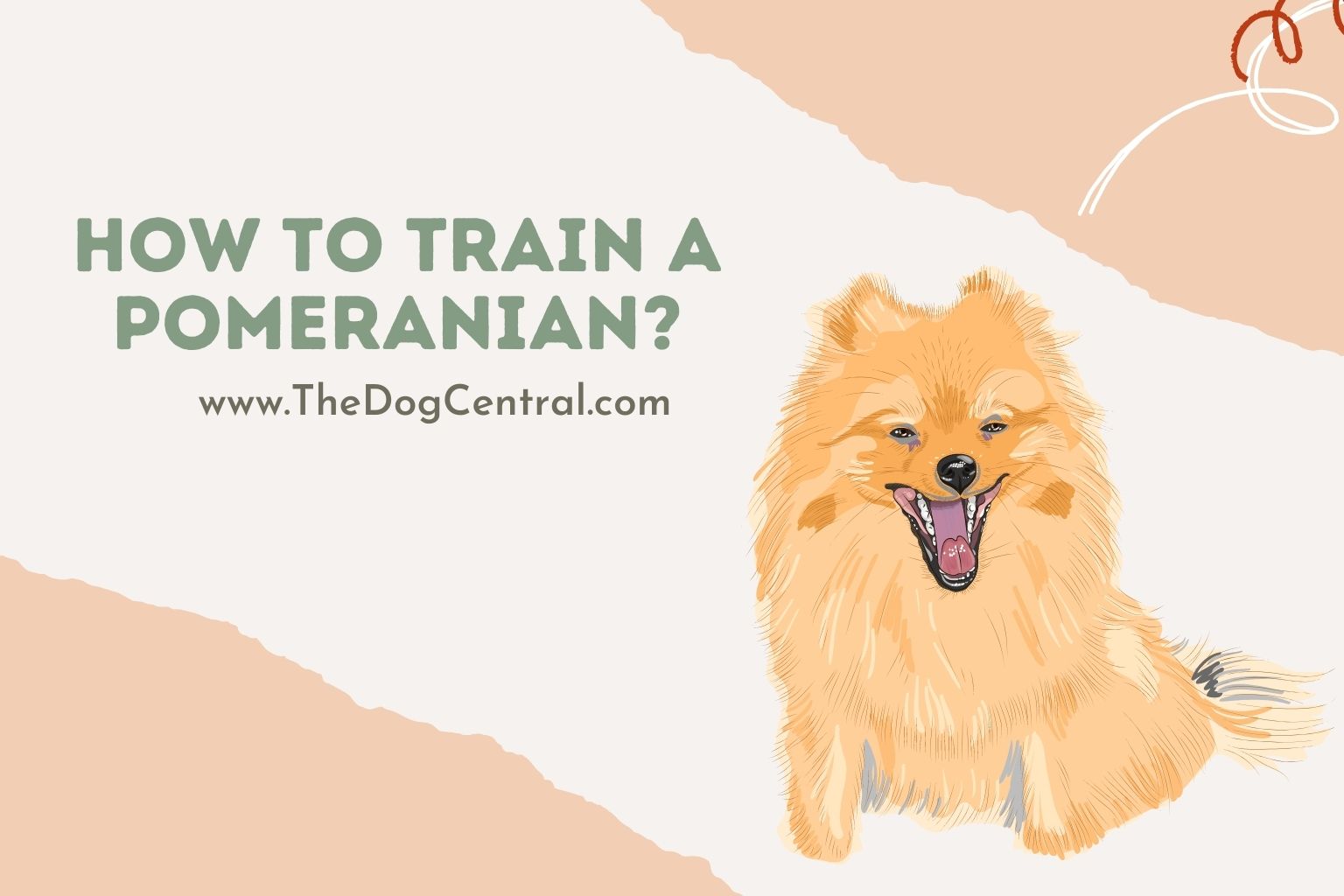 How to train a Pomeranian