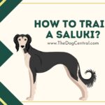 How to Train a Saluki?