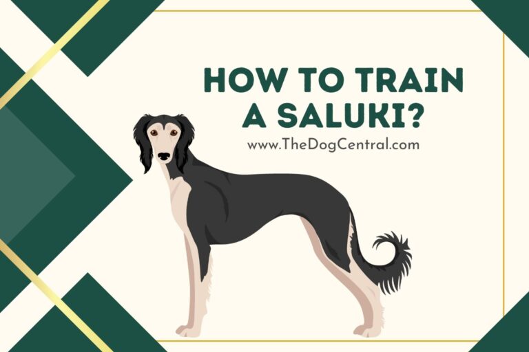 How to train a Saluki