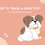 How to Train a Shih Tzu?