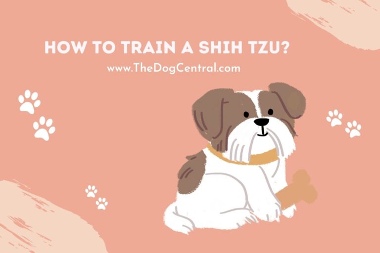 How to train a Shih Tzu