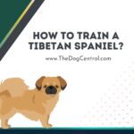 How to Train a Tibetan Spaniel?