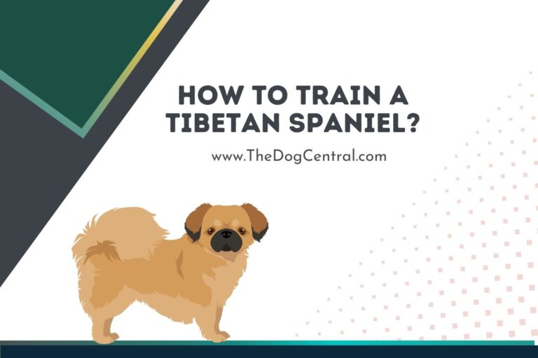 How to train a Tibetan Spaniel