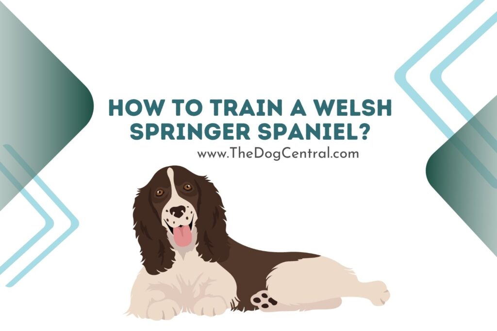 How to Train a Welsh Springer Spaniel? The Dog Central