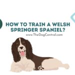 How to Train a Welsh Springer Spaniel?