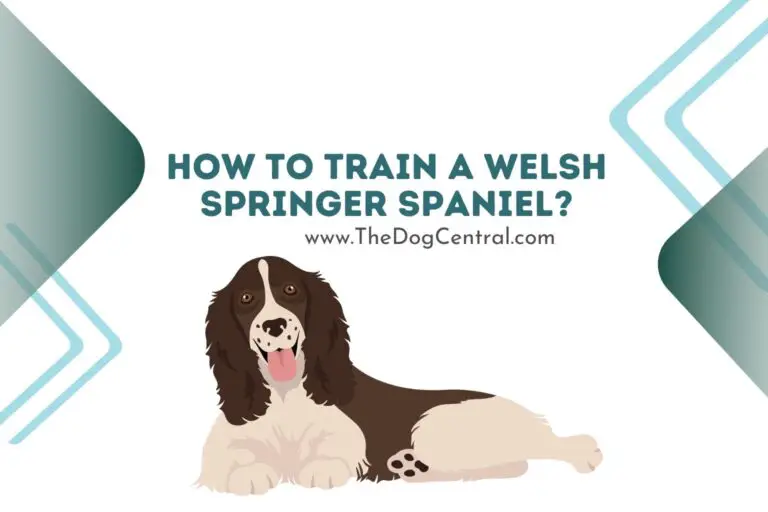 How to train a Welsh Springer Spaniel