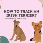 How to Train an Irish Terrier?