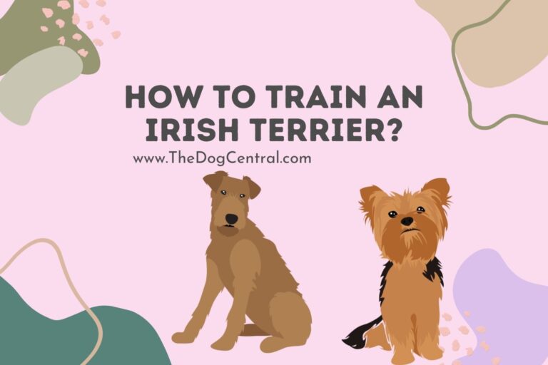 How to train an Irish Terrier