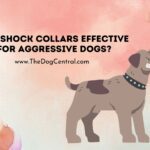 Are Shock Collars Effective for Aggressive Dogs?