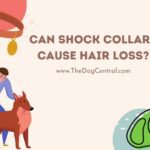 Can Shock Collars Cause Hair Loss?