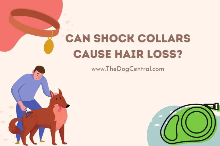 can shock collars cause hair loss