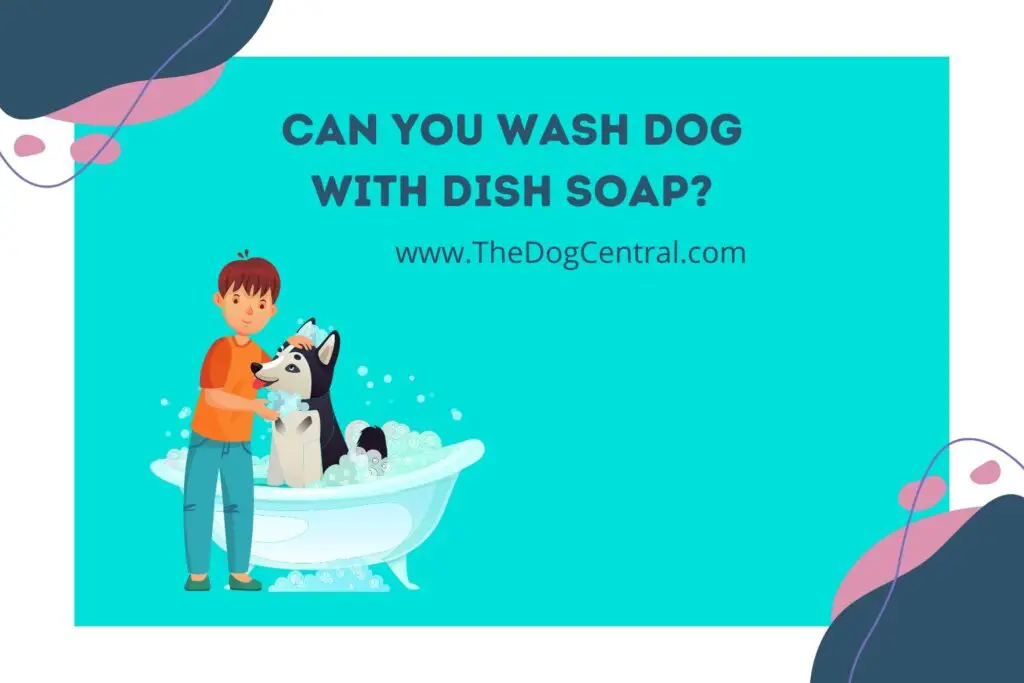 Can You Wash Dog With Dish Soap? The Dog Central