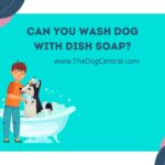 Can You Wash Dog With Dish Soap?