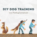 DIY Dog Training – How to Train a Dog Without Any Force