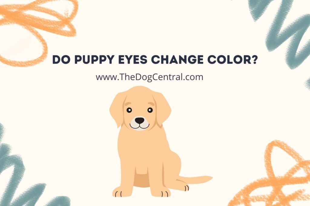 Do Puppy Eyes Change Color The Dog Central