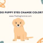 Do Puppy Eyes Change Color?