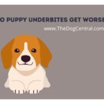 Do Puppy Underbites Get Worse?