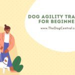 Dog Agility Training For Beginners