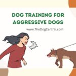 Dog Training For Aggressive Dogs