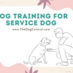 Dog Training For Service Dogs