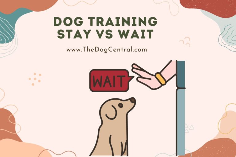 dog training stay vs wait