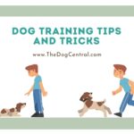 Dog Training Tips and Tricks
