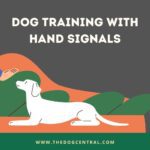 Dog Training With Hand Signals