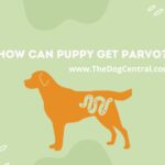 How Can Puppy Get Parvo?