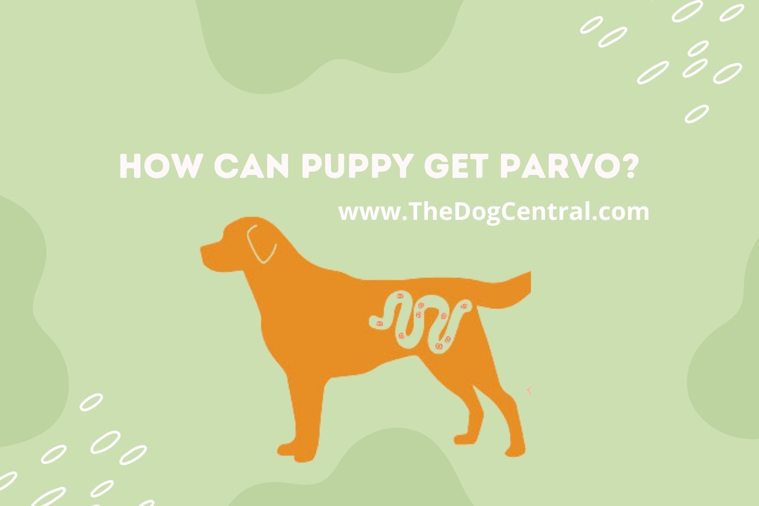 How Can Puppy Get Parvo? The Dog Central