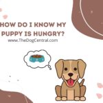 How Do I Tell If My Puppy Is Hungry?