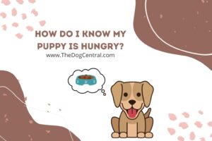 How Do I Tell If My Puppy Is Hungry? | The Dog Central