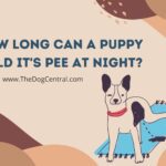 How Long Can a Puppy Hold It’s Pee at Night?