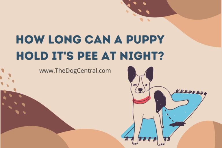 How Long Can a Puppy Hold It's Pee at Night? The Dog Central