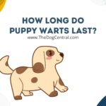 How Long Do Puppy Warts Last?