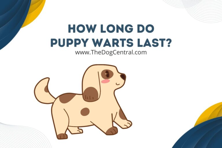 how long do puppy warts last