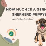How Much Is a German Shepherd Puppy?